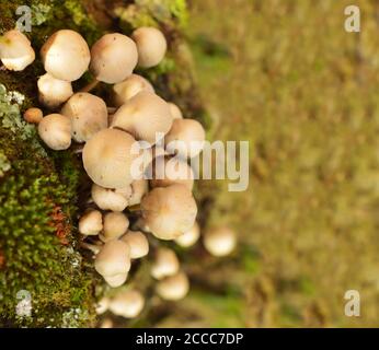 When mushrooms or conks, also called a bract or shelf, grow on tree bark, it is usually a sign that the tree is infected with a rot-inducing pathogen. Stock Photo