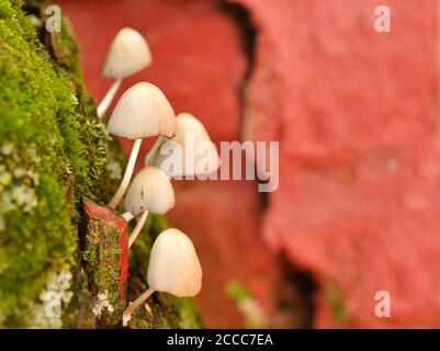 When mushrooms or conks, also called a bract or shelf, grow on tree bark, it is usually a sign that the tree is infected with a rot-inducing pathogen. Stock Photo