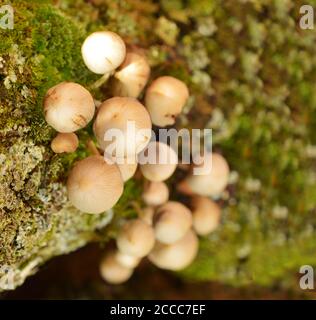 When mushrooms or conks, also called a bract or shelf, grow on tree bark, it is usually a sign that the tree is infected with a rot-inducing pathogen. Stock Photo