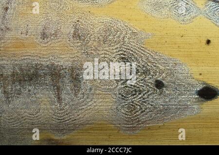 image shows the pattern on a leaf formed naturally. Stock Photo