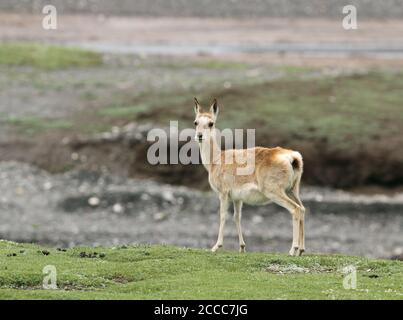 Tibetan Gazelle or Goa (Procapra picticaudata) on the Tibetan Plateau Stock Photo