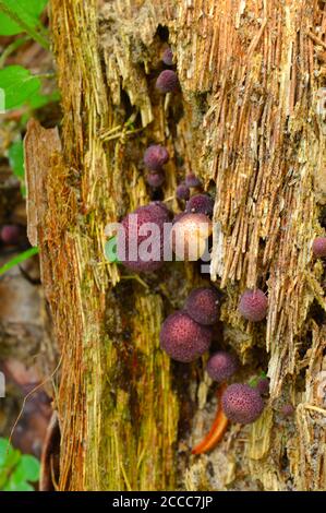 When mushrooms or conks, also called a bract or shelf, grow on tree bark, it is usually a sign that the tree is infected with a rot-inducing pathogen. Stock Photo