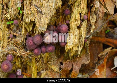 When mushrooms or conks, also called a bract or shelf, grow on tree bark, it is usually a sign that the tree is infected with a rot-inducing pathogen. Stock Photo