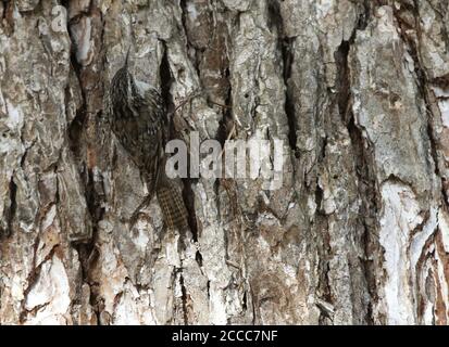 Bar-tailed Treecreeper (Certhia himalayana) in montane forest in India. Also known as Himalayan treecreeper. Stock Photo
