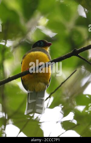 Sumatran Trogon (Apalharpactes mackloti) perched on a branch in tropical montane rainforest on Sumatra, Indonesia. Seen from below. Stock Photo