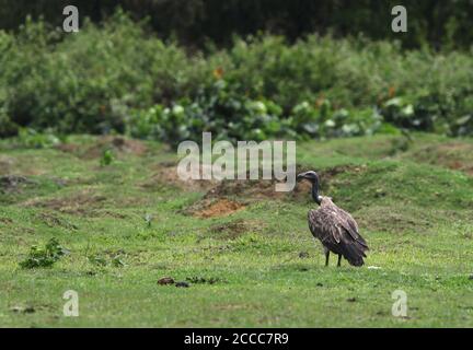 Slender-billed Vulture (Gyps tenuirostris) perched on the gras in Kaziranga NP Stock Photo