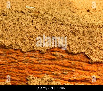 bark of a tree with termite infestation. Half of the image shows the bark and the remaining half shows that it has been covered by termite mud. Stock Photo