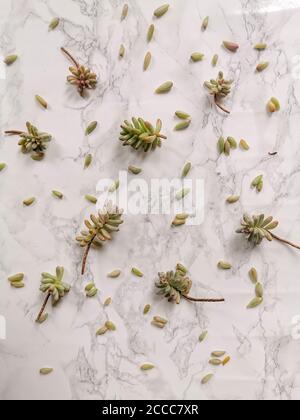 Sedum rubrotinctum or jelly bean plant cuttings for propagation on a white background Stock Photo