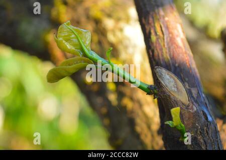 image shows a delicate and tender branch sprouting from another branch. This is a result of the pruning done on coffee plants. These tender branches g Stock Photo