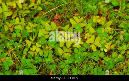 nature never ceases to amaze artists and scientists by their amazing patterns and shapes. pattern formed by small plants. Stock Photo
