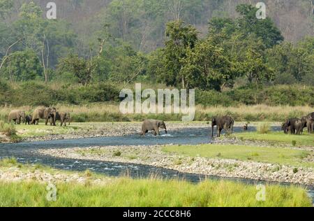 Elephant Herd In Ramganga River, Dhikala, Jim Corbett National Park, Uttrakhand, India Stock Photo