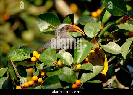 Indian Grey Hornbill, Ocyceros birostris, Dandeli, India Stock Photo