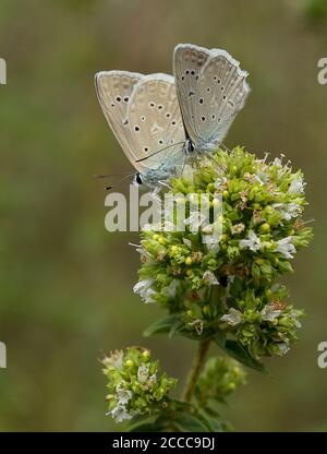 Meleager's Blue butterflies, Polyommatus Daphnis, nectaring on Felty Germander, Teucrium polium Stock Photo