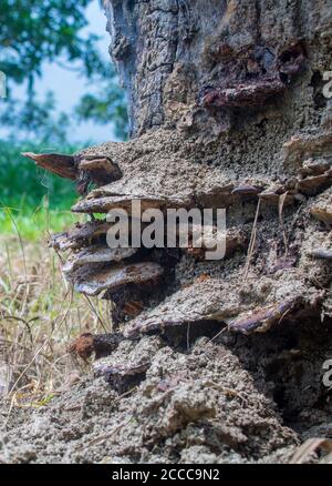 An old tree stump covered in moss and fungus. Seen as the sunlight shines through the leaves of the thick forest. Stock Photo