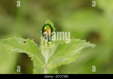 Mint Leaf Beetle, Chrysolina herbacea on Lesser Calamint, Calamintha nepeta Stock Photo