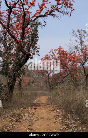 Indian Bombax Ceiba or Kopak Silk Cotton Tree, Betla , Jharkhand, India Stock Photo