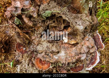 An old tree stump covered in moss and fungus. Seen as the sunlight shines through the leaves of the thick forest. Stock Photo