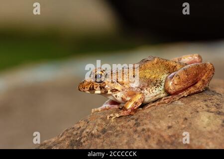 Cricket Frog on rock, Fejervarya sp., Pune, Maharashtra, India Stock Photo