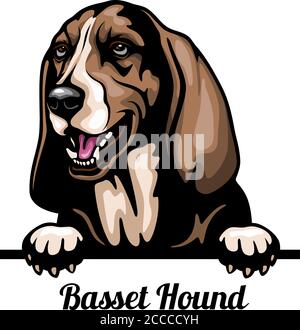 Basset Hound - Color Peeking Dogs - breed face head isolated on white Stock Vector