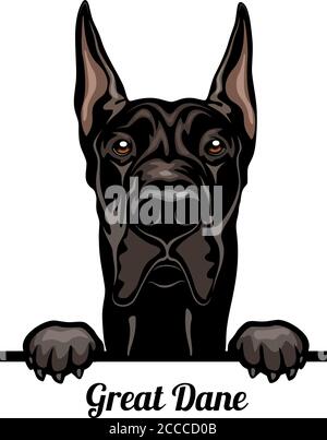 Great Dane - Color Peeking Dogs - breed face head isolated on white Stock Vector