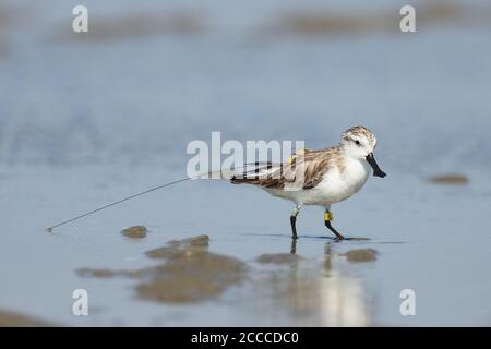 Spoon-billed Sandpiper (Eurynorhynchus pygmeus) wintering along the east coast of China near Xitou in Guangdong.  Carrying a transmitter. Stock Photo