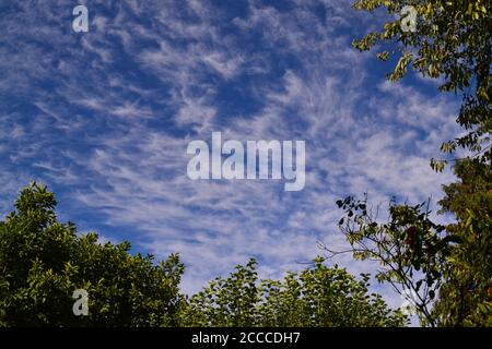 Cirrus cloud high above south east London, August 2020, no aircraft due to coronavirus, lovely summer's day, rich blue sky cobalt and wispy high cloud Stock Photo