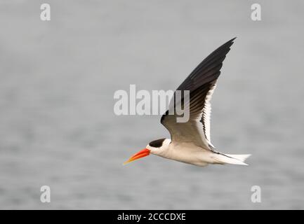 Adult Indian Skimmer (Rynchops albicollis) in the clean Chambal river in India. Stock Photo