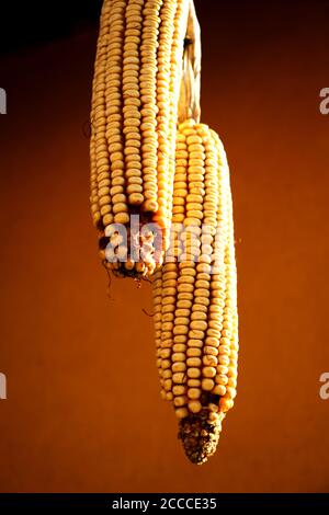 Dried corn cobs - close up Stock Photo