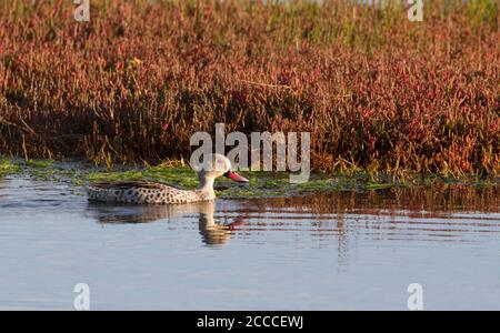 Cape Teal, Anas capensis swimming, Western Cape, South Africa Stock Photo