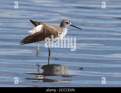 Wintering first-winter Marsh Sandpiper (Tringa stagnatilis) in South Africa. Standing in coastal shallow waters, stretching its wings. Stock Photo