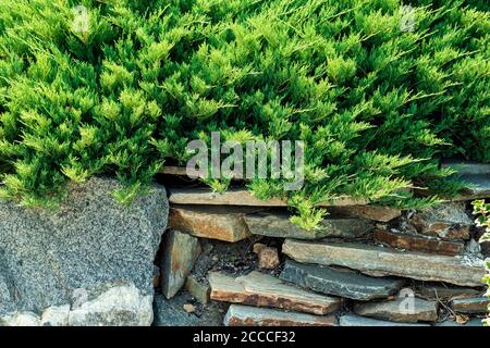 Composition of stones on the background of a sprawling tree with different shades of green. Stock Photo