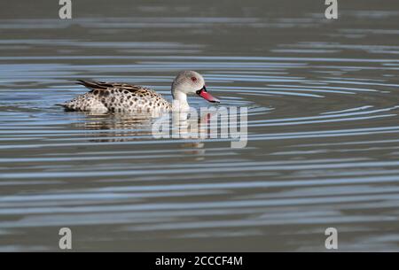 Cape Teal, Anas capensis swimming, Western Cape, South Africa Stock Photo