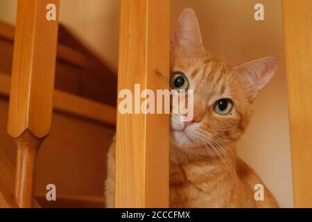 A young ginger European Shorthair cat inside a building Stock Photo