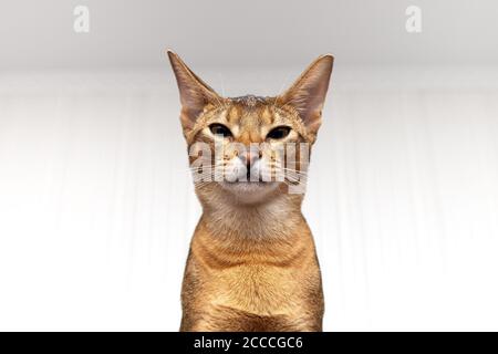 Abyssinian cat looks down, arrogant cat Stock Photo