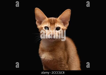 Abyssinian cat, kitty on black background Stock Photo