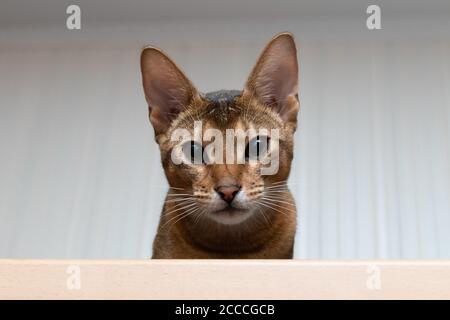 Portrait of curious abyssinian cat Stock Photo