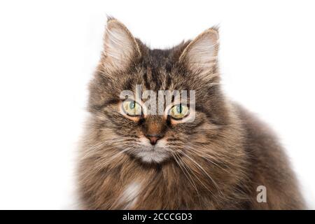 Siberian cat is looking into the camera Stock Photo