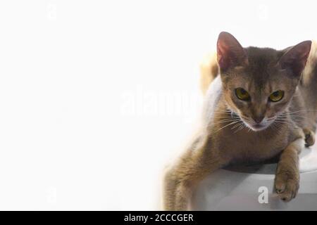 Angry abyssinian cat Stock Photo