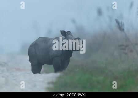 A young rhinoceros calf calls out to mother on a foggy winter morning while playing at Manas National Park, Assam Stock Photo