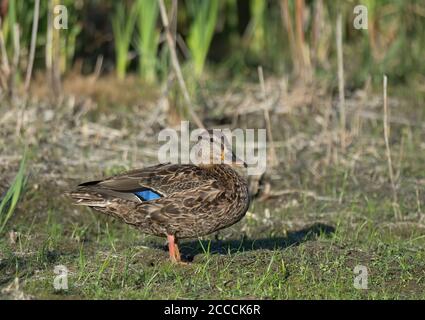 Female hybrid of American Black Duck (Anas rubripes) and Mallard (Anas platyrhynchos). Side view of bird standing on grassy ground. Stock Photo