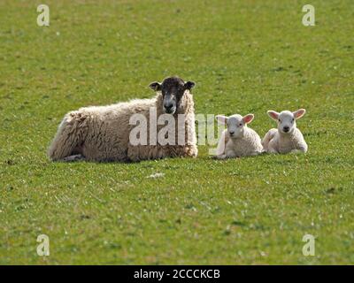 two cute young white lambs lying with black-faced mother ewe in Spring sunshine on grassy upland farm pasture in the Eden Valley, Cumbria, England, UK Stock Photo