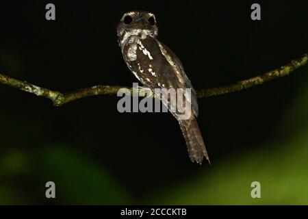 Marbled Frogmouth (Podargus ocellatus ocellatus) perched on a branch during the night at Nimbokrang, West Papua, Indonesia. Looking around. Stock Photo