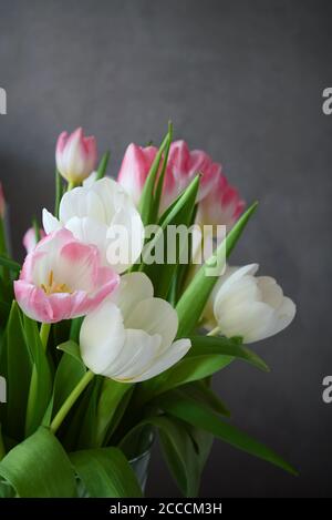 Bunch of delicate white and pink tulips in vase on gray wall background, still life, copy space Stock Photo