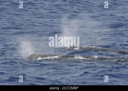 Sperm Whale’s (Physeter macrocephalus) swimming in offshore waters of St Helena island in the central Atlantic ocean. Two coming to the surface for br Stock Photo