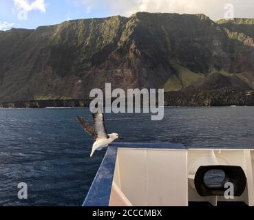 Juvenile Atlantic Yellow-nosed Albatross (Thalassarche chlororhynchos) climbing on the deck of an expedition cruise ship with Tristan da Cunha in the Stock Photo