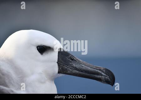 Juvenile Atlantic Yellow-nosed Albatross (Thalassarche chlororhynchos) on Tristan da Cunha, in the southern Atlantic Oceaan. Closeup of the head and t Stock Photo