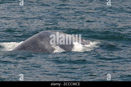 Blue Whale (Balaenoptera musculus) diving under off the north Atlantic coast off Iceland. Stock Photo