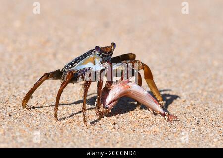 Crab species on a beach on Ascension Island with a caught fish as prey Stock Photo