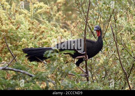 White-winged Guan (Penelope albipennis) in Chaparri Private Conservation Area in Lambayeque in northern Peru. Sitting in a tree. Stock Photo