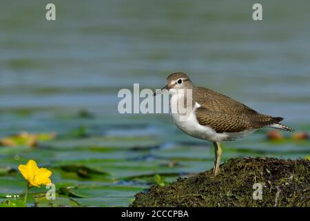 Common sandpiper (Actitis hypoleucos) with fringed water lily Stock Photo